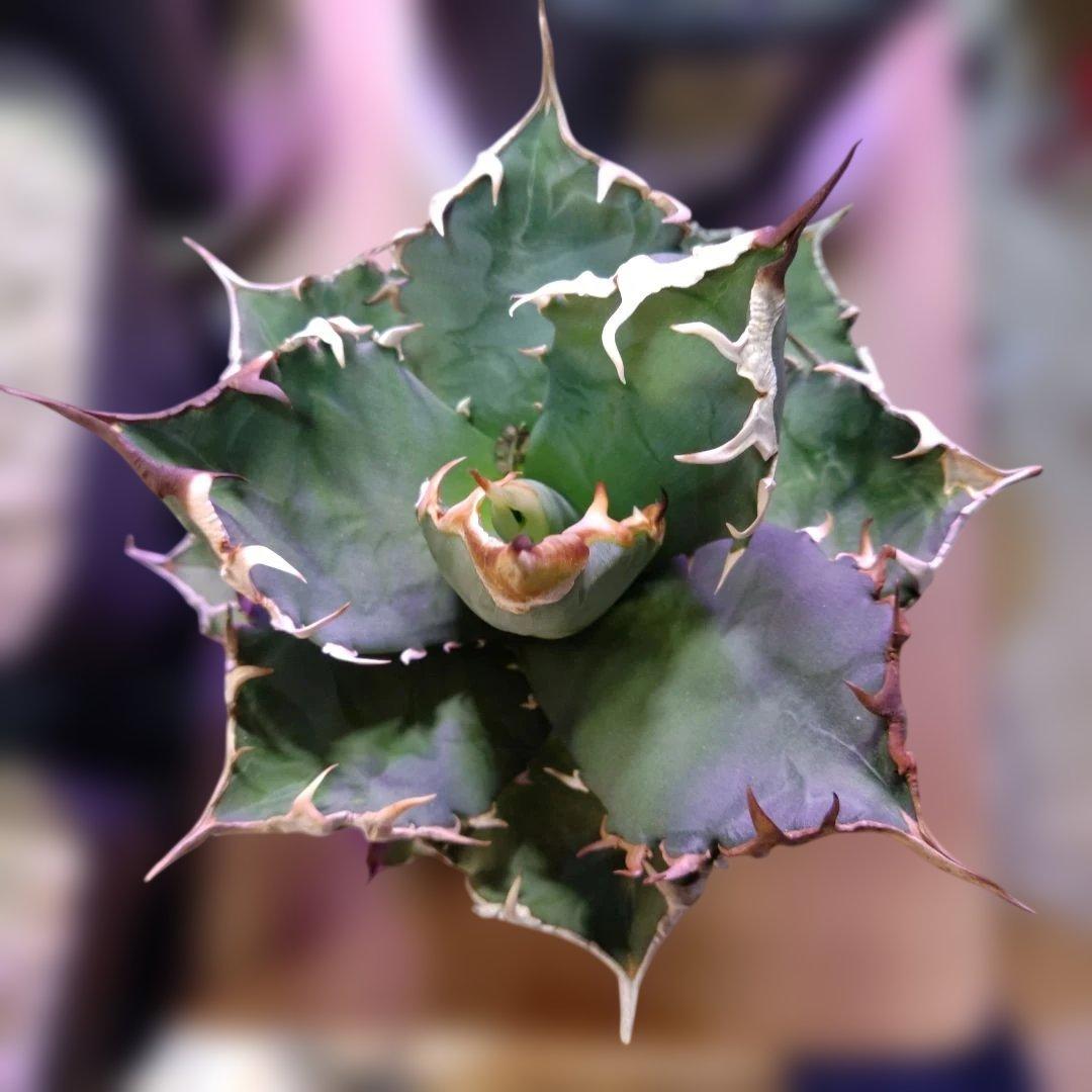 アガベ 　九尾狐①　鉢ごと匿名発送！