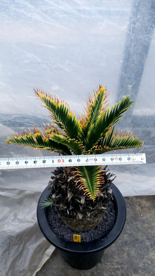 金環蘇鉄　サイカス　レボルタ