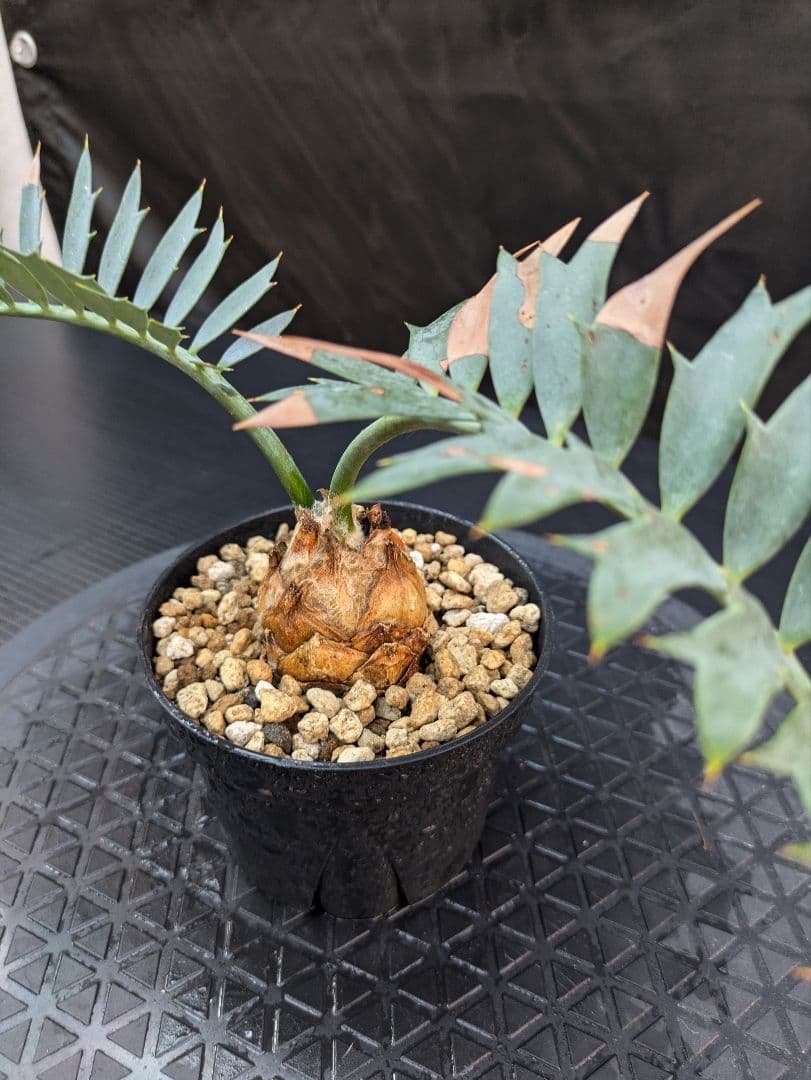 エンセファラルトス ホリダス /約5センチ球