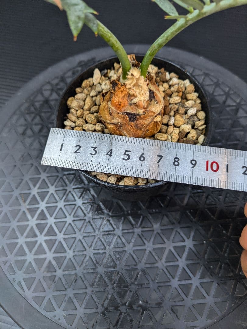 エンセファラルトス ホリダス /約5センチ球