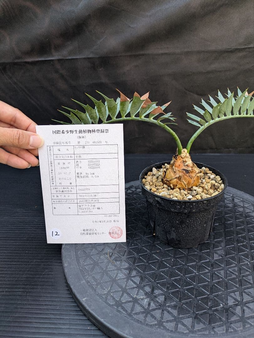 エンセファラルトス ホリダス /約5センチ球