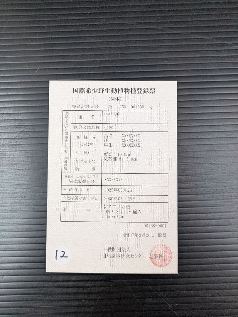 エンセファラルトス ホリダス /約5センチ球