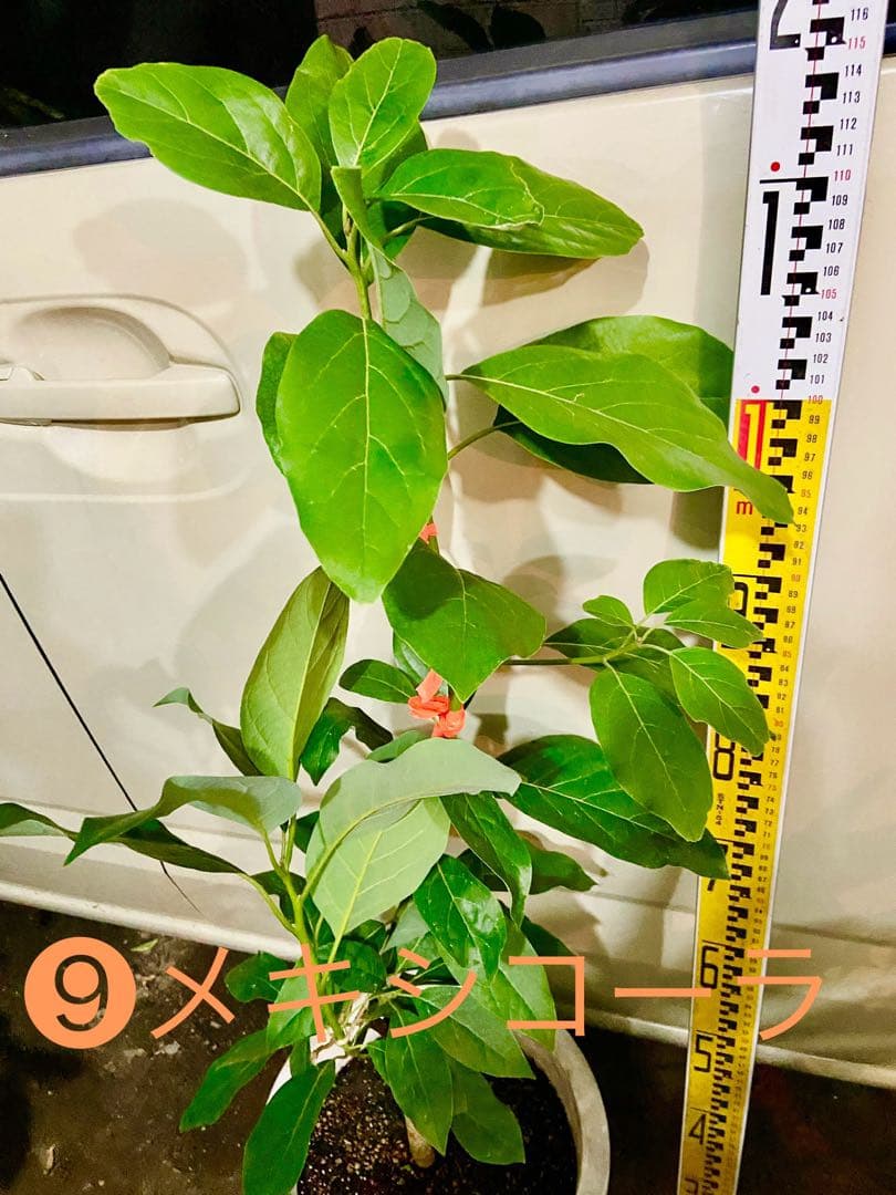 ❾メキシコーラ アボカド Aタイプ 苗木