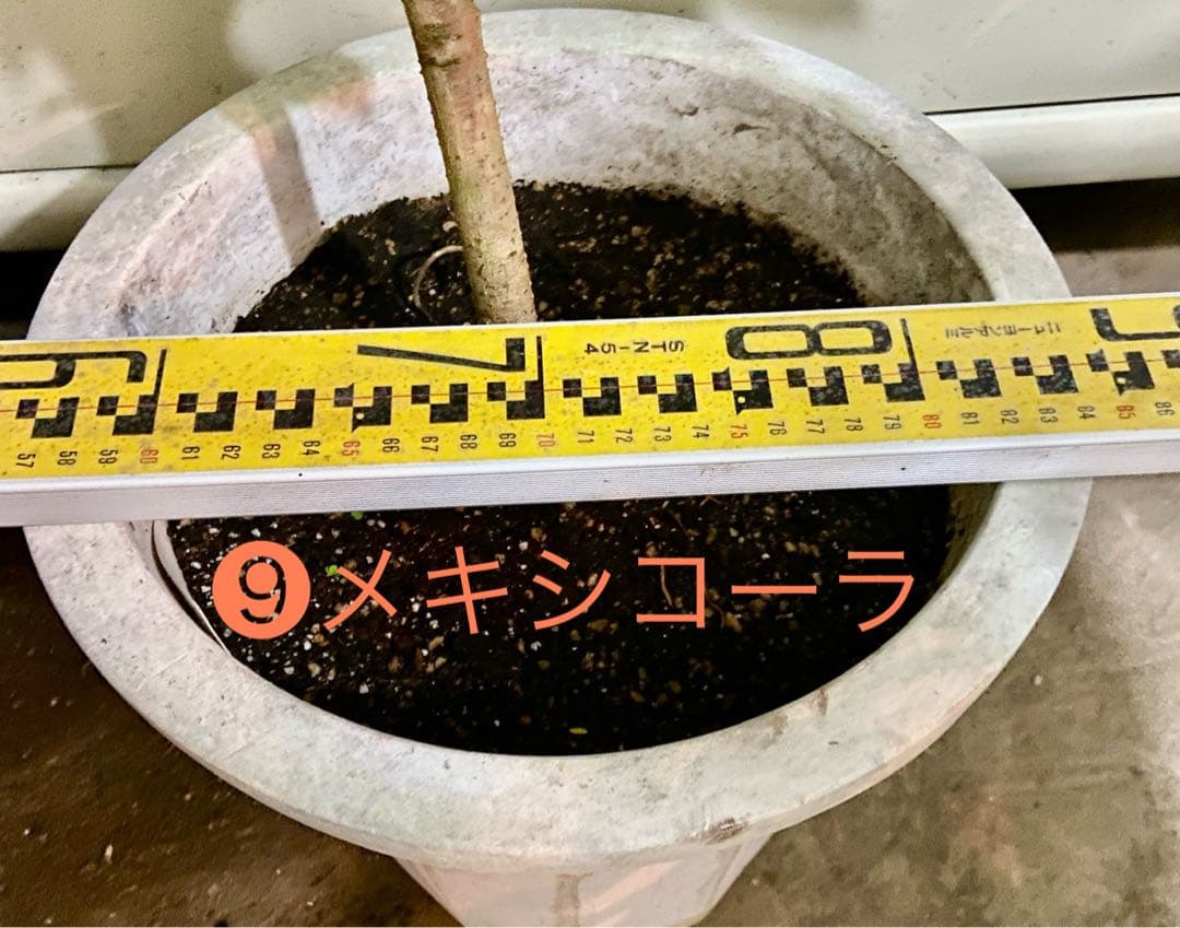 ❾メキシコーラ アボカド Aタイプ 苗木