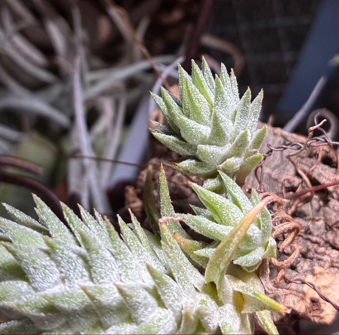 Tsht様同梱専用T. ionantha var. vanhyningii Mi
