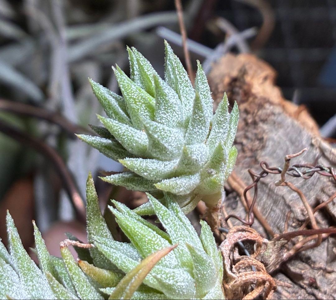 Tsht様同梱専用T. ionantha var. vanhyningii Mi