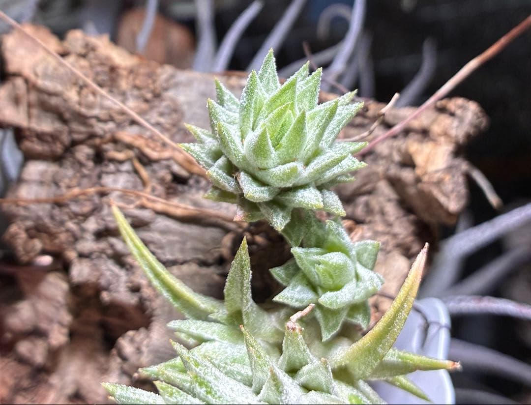 Tsht様同梱専用T. ionantha var. vanhyningii Mi