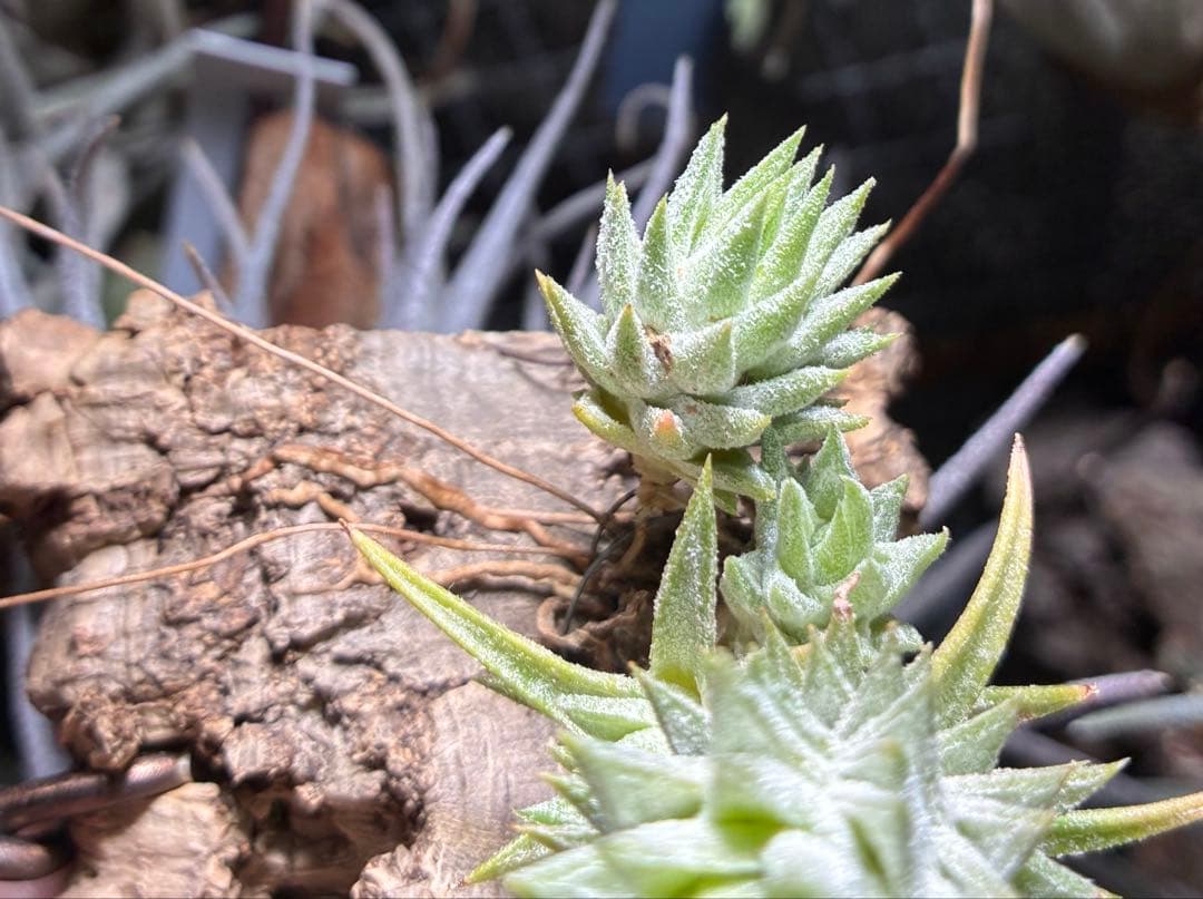 Tsht様同梱専用T. ionantha var. vanhyningii Mi