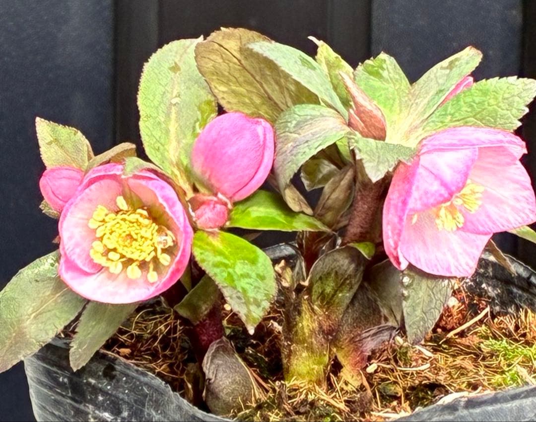 ヒ*イ様 ☘️限定1株☘️未株分け☘️花付き☘️タグ付き3364⭐️プチドール⭐