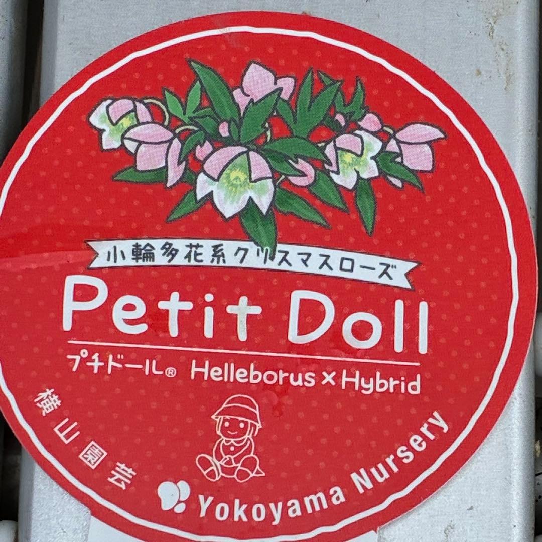 ヒ*イ様 ☘️限定1株☘️未株分け☘️花付き☘️タグ付き3364⭐️プチドール⭐