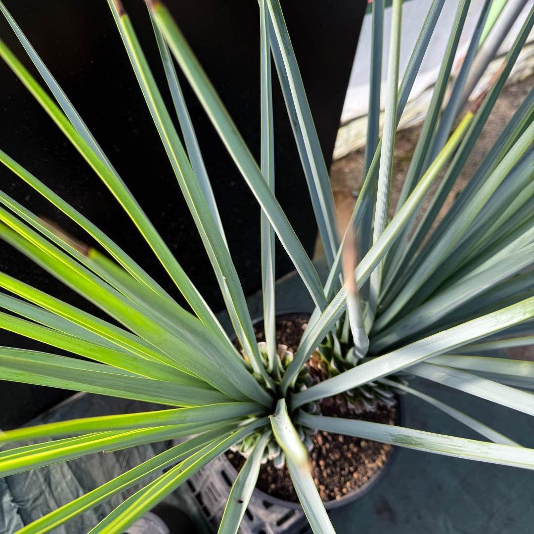 【AL1070】ユッカ　リギダ　バランスの良いダブルヘッド