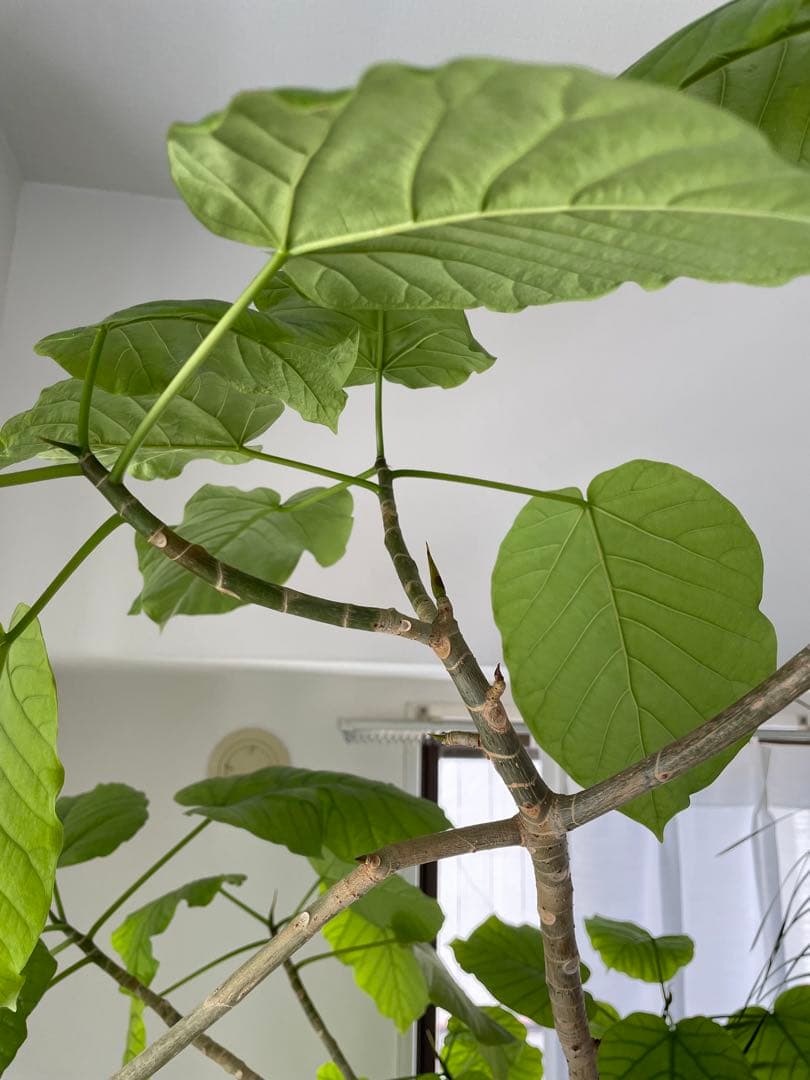 【引き取り優先・配達要相談】フィカス・ウンベラータ　特大　高さ：約200cm