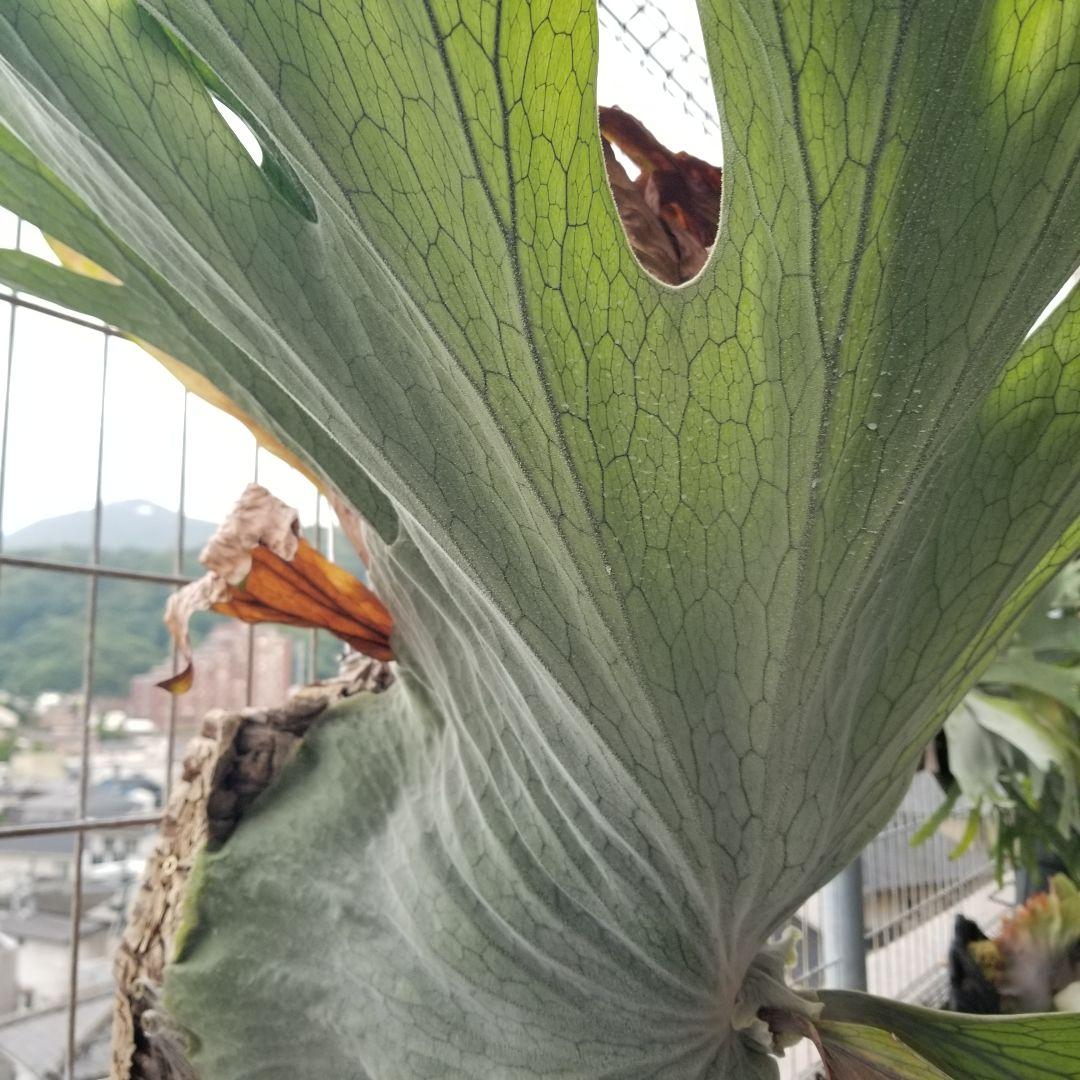 ※専用です