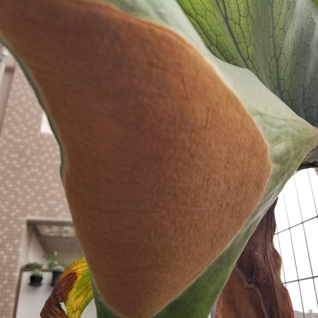 ※専用です