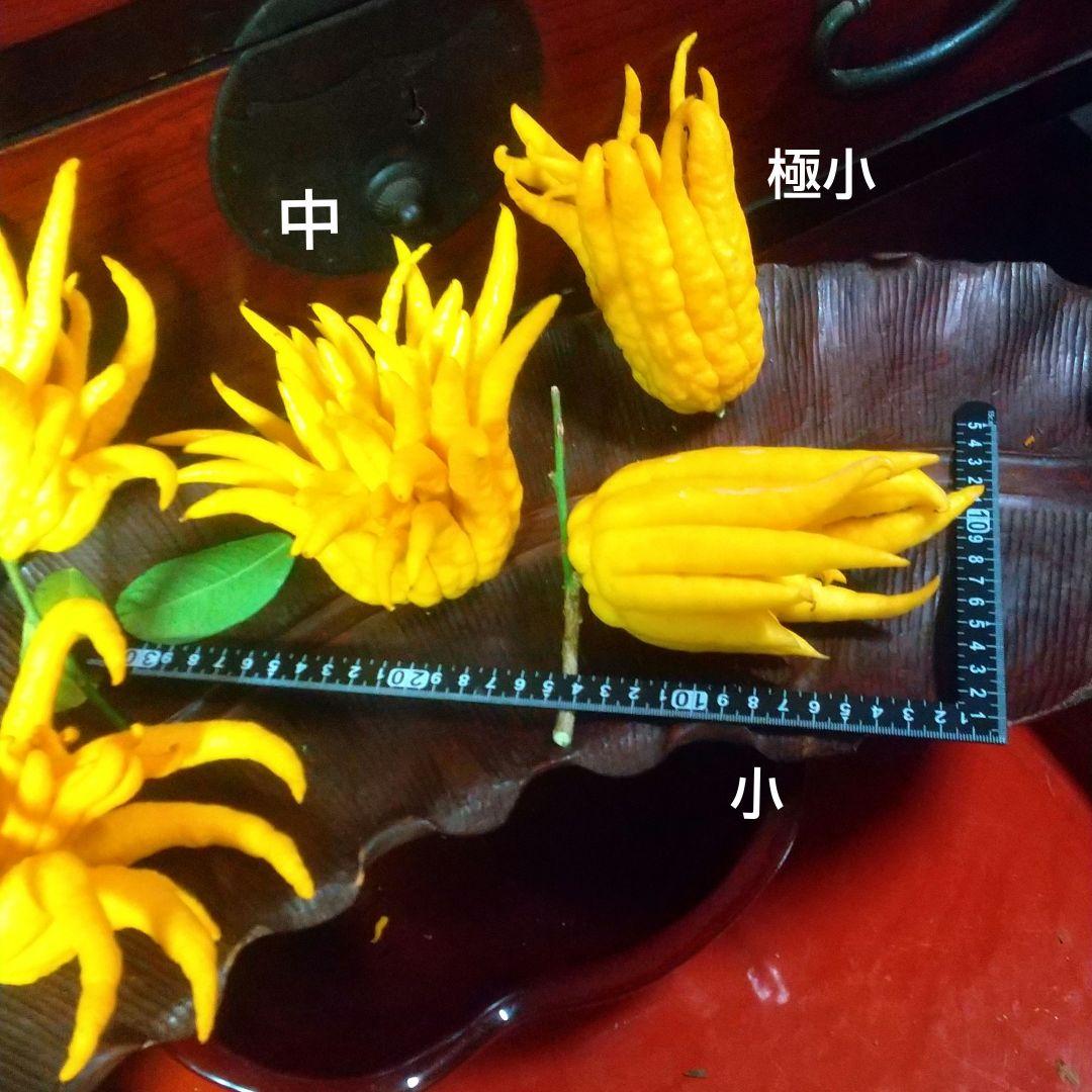 沙織です ☀縁起物飾り仏手柑最終特価 大、中、小 、極小 お任せセット