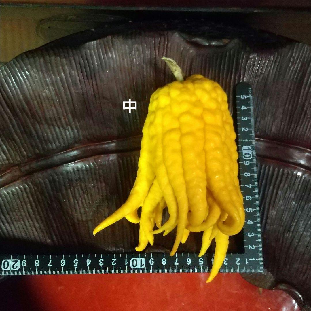 沙織です ☀縁起物飾り仏手柑最終特価 大、中、小 、極小 お任せセット