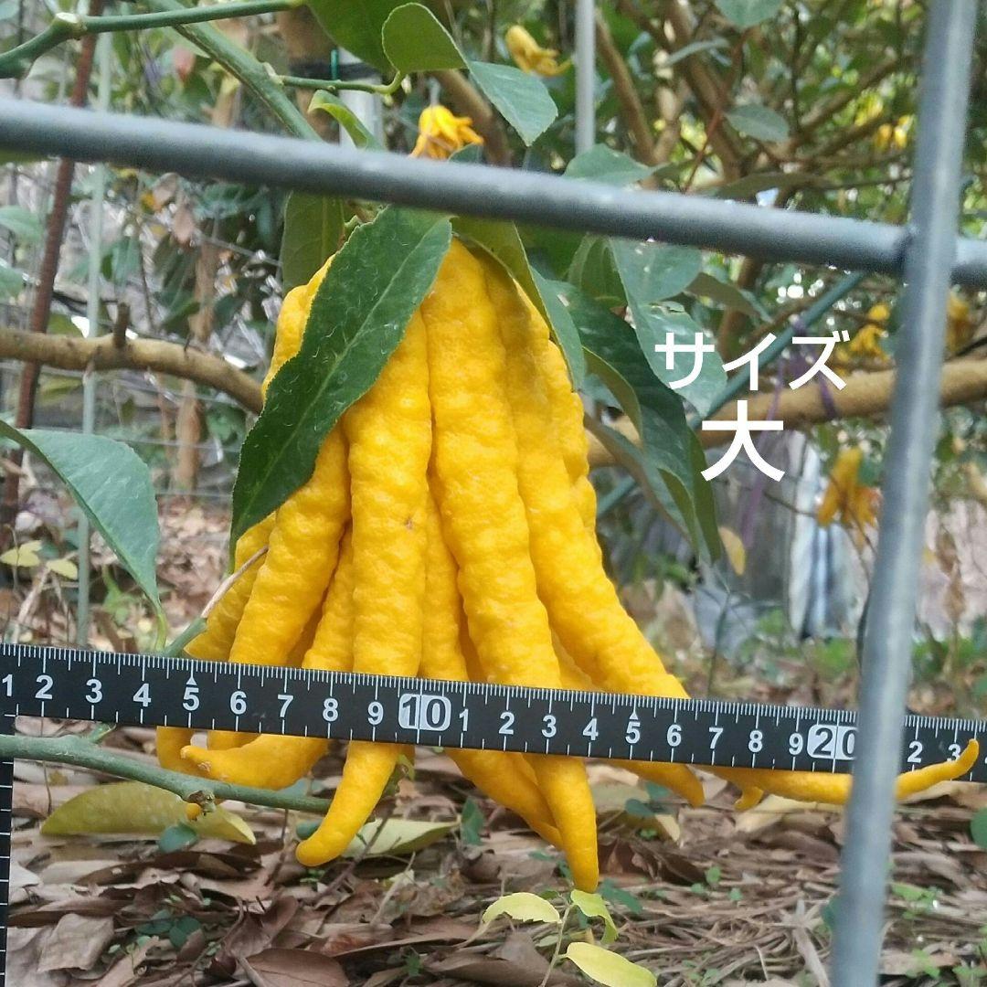 沙織です ☀縁起物飾り仏手柑最終特価 大、中、小 、極小 お任せセット