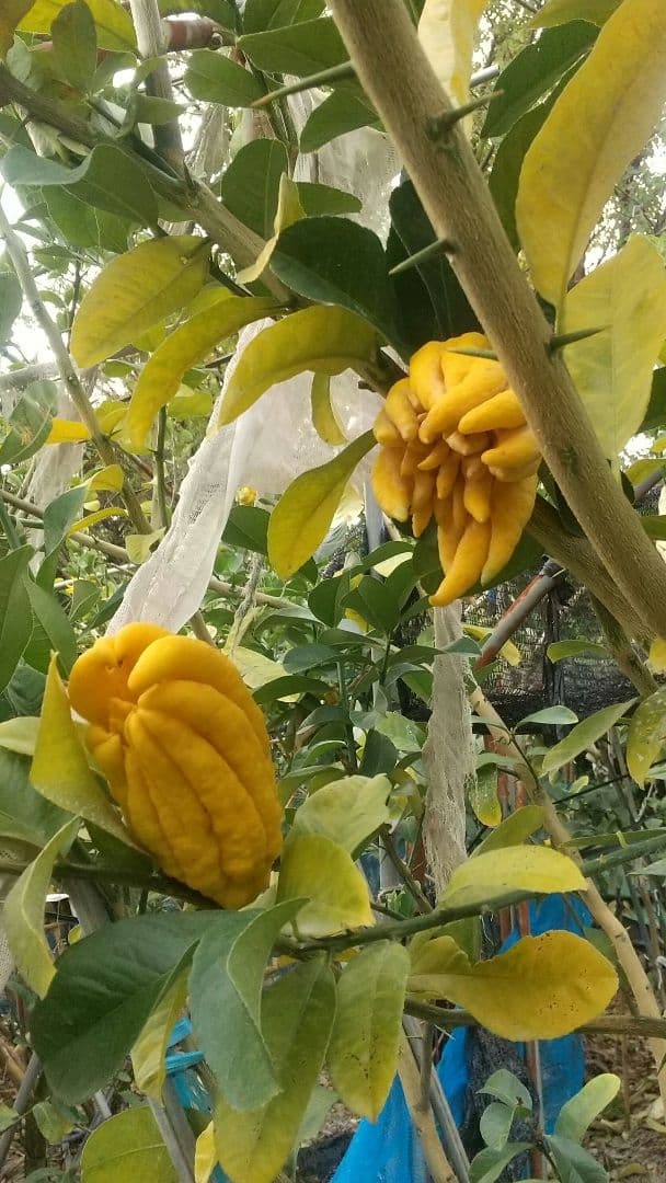 沙織です ☀縁起物飾り仏手柑最終特価 大、中、小 、極小 お任せセット