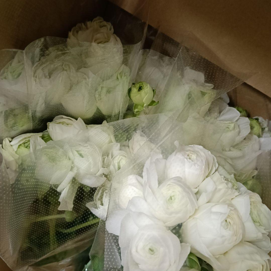 雪てまり・モンタンベール各50本❗️