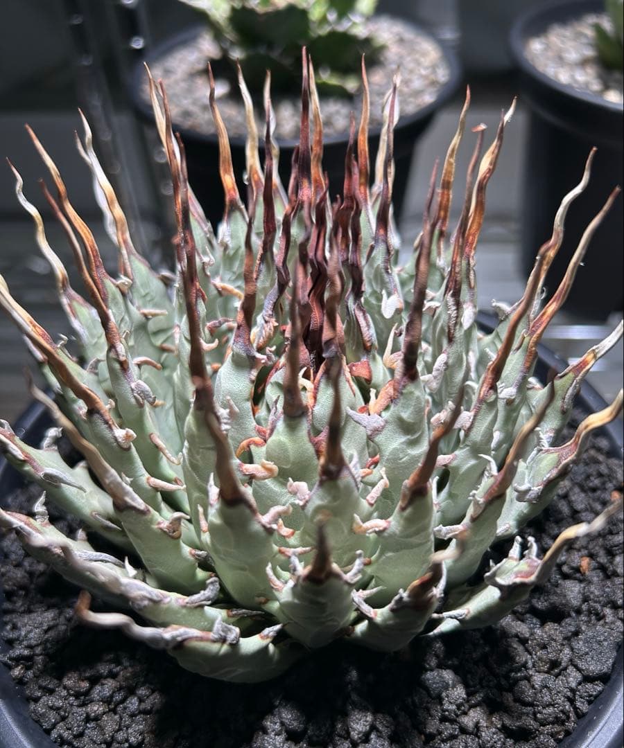 t*g様 Agave utahensis eborispina ユタエンシス 陽