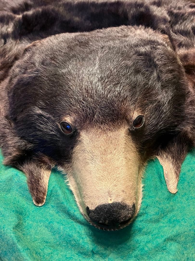 ヒグマ　熊　黒毛　剥製　毛皮　絨毯