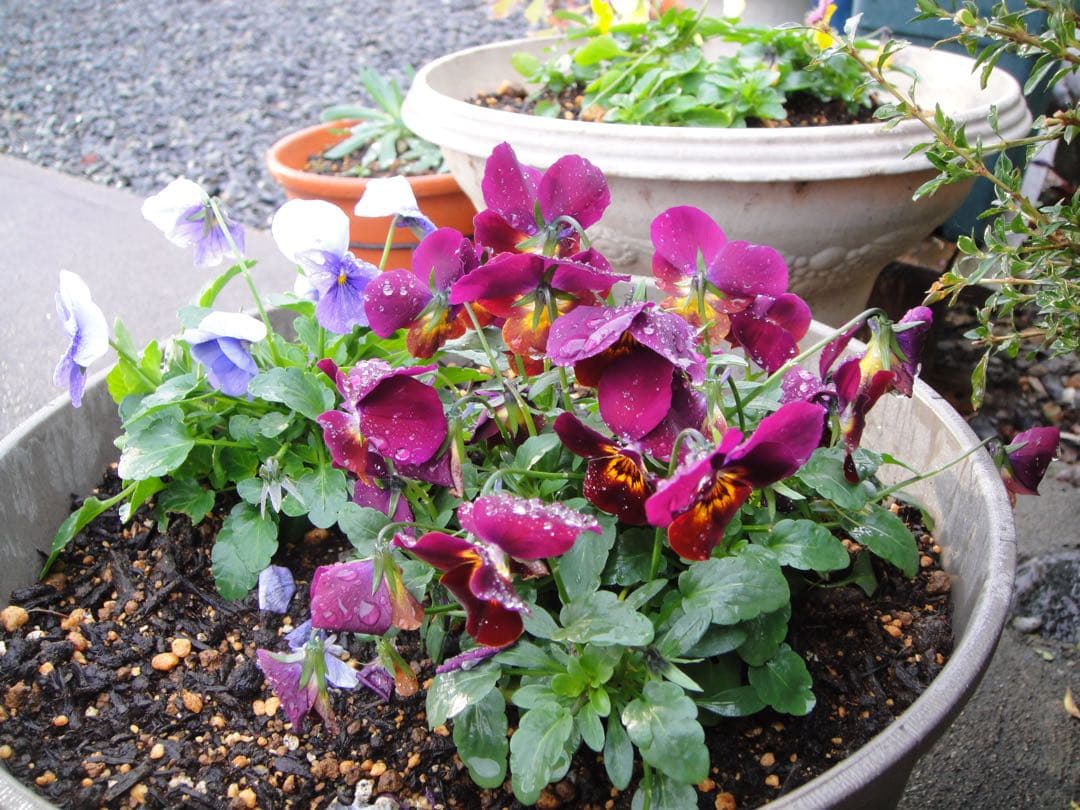 ☆動作OK SONY デジカメ DSC-T900 メモリースティック&電池付き