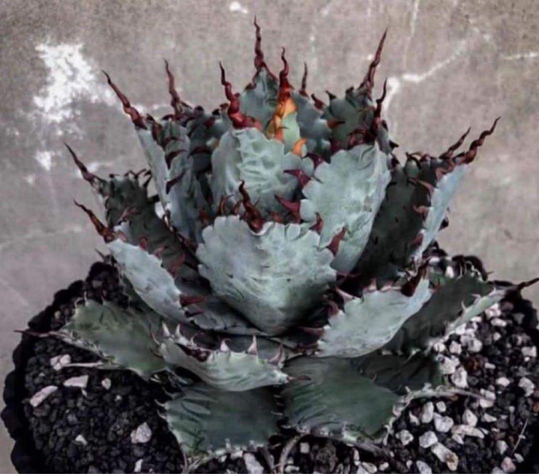 アガベ　ハイブリッド　甲蟹×屈原の舞扇　特特選曲棘　連棘　親直子　良フォルム