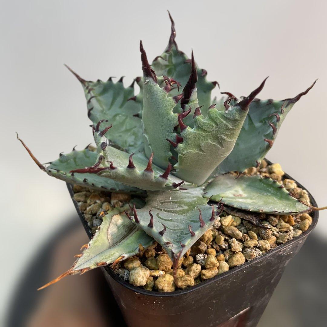 アガベ　ハイブリッド　甲蟹×屈原の舞扇　特特選曲棘　連棘　親直子　良フォルム