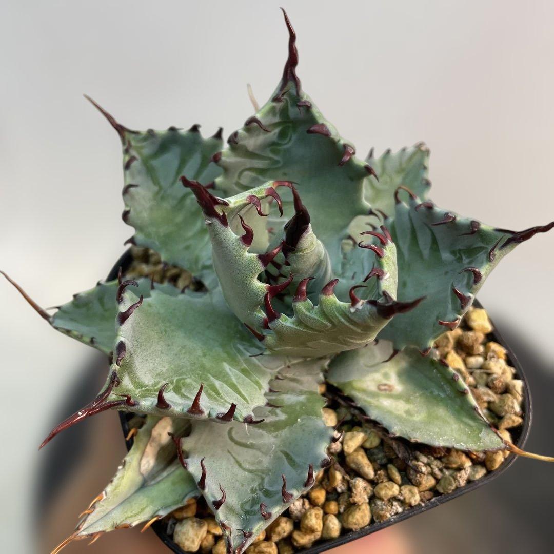 アガベ　ハイブリッド　甲蟹×屈原の舞扇　特特選曲棘　連棘　親直子　良フォルム