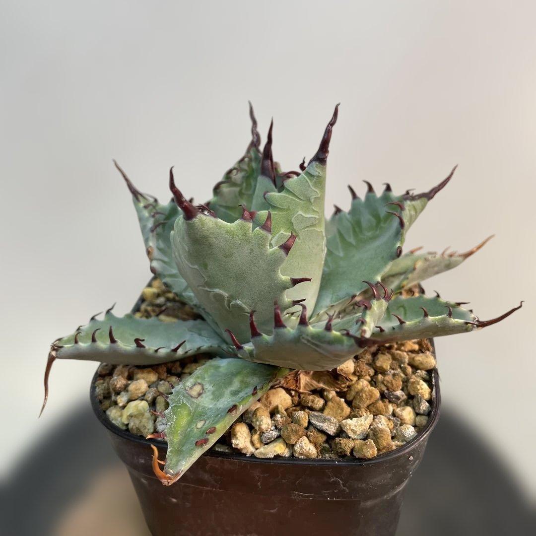 アガベ　ハイブリッド　甲蟹×屈原の舞扇　特特選曲棘　連棘　親直子　良フォルム