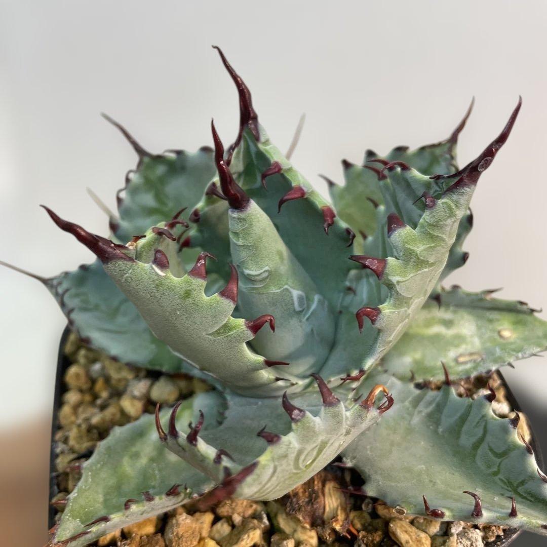 アガベ　ハイブリッド　甲蟹×屈原の舞扇　特特選曲棘　連棘　親直子　良フォルム