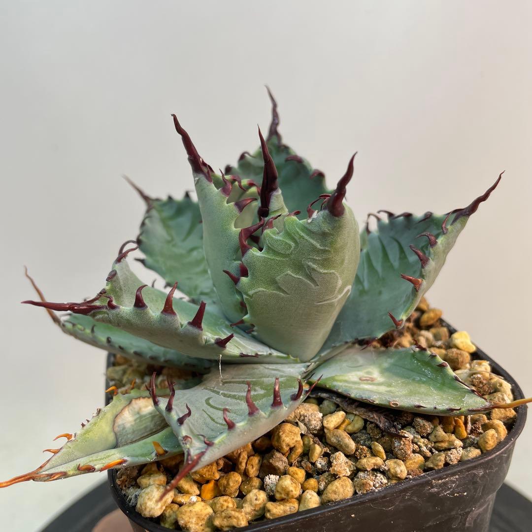 アガベ　ハイブリッド　甲蟹×屈原の舞扇　特特選曲棘　連棘　親直子　良フォルム