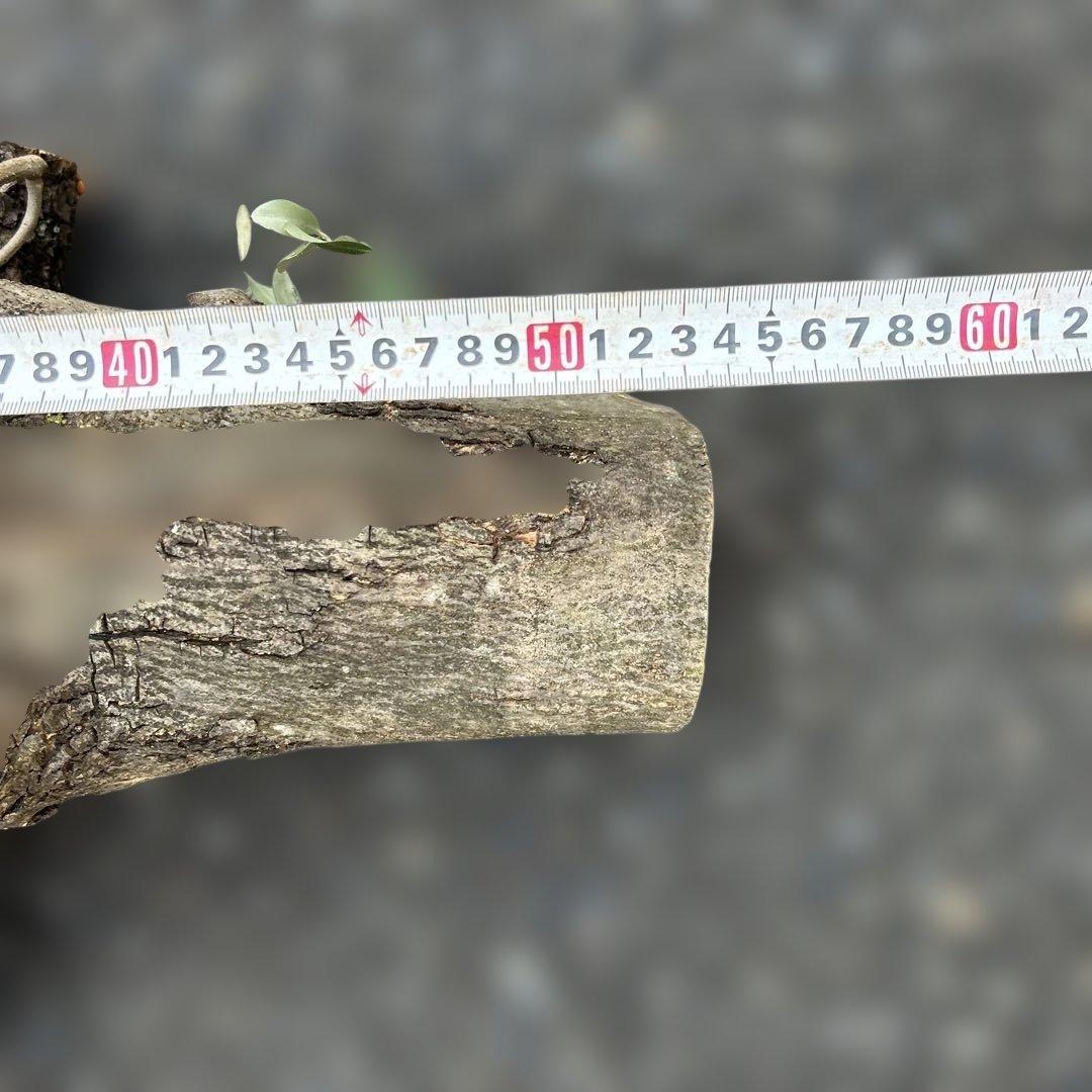 オリーブ　挿し木　太枝挿し木　盆栽