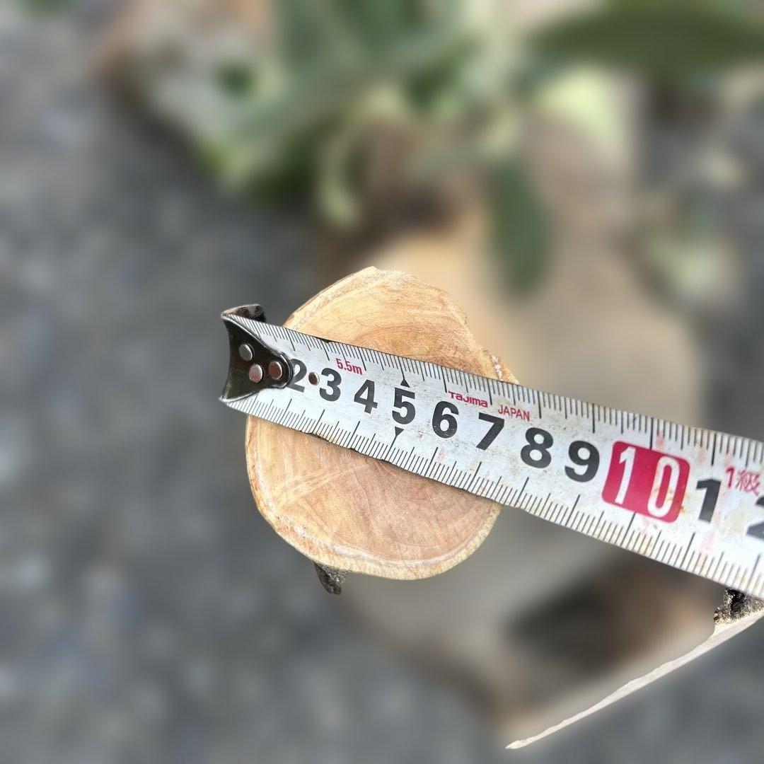 オリーブ　挿し木　太枝挿し木　盆栽