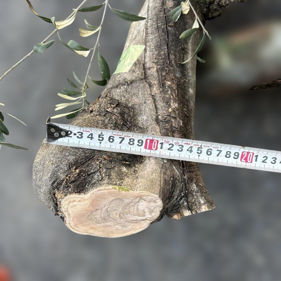 オリーブ　挿し木　太枝挿し木　盆栽