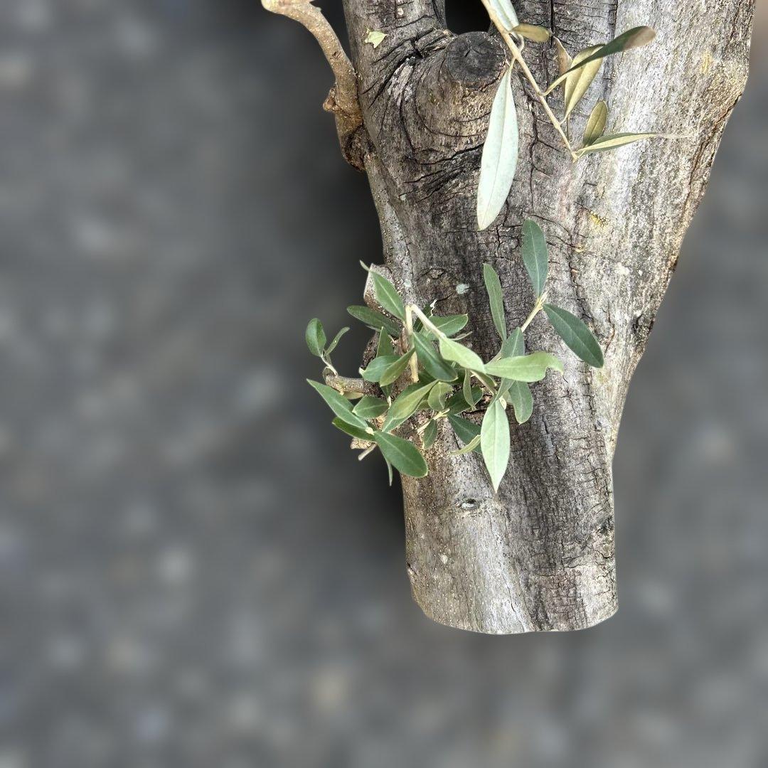 オリーブ　挿し木　太枝挿し木　盆栽