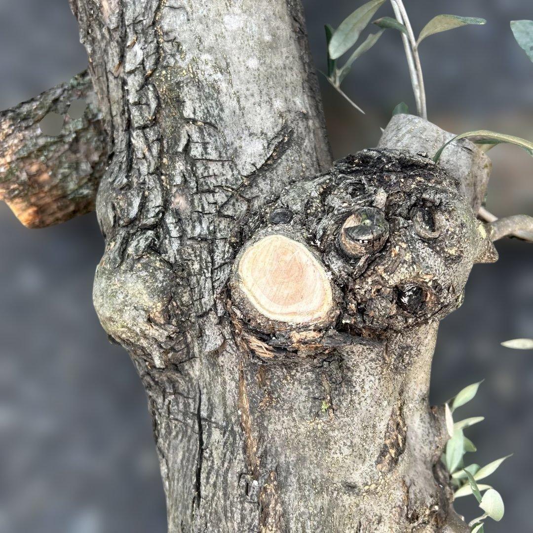 オリーブ　挿し木　太枝挿し木　盆栽