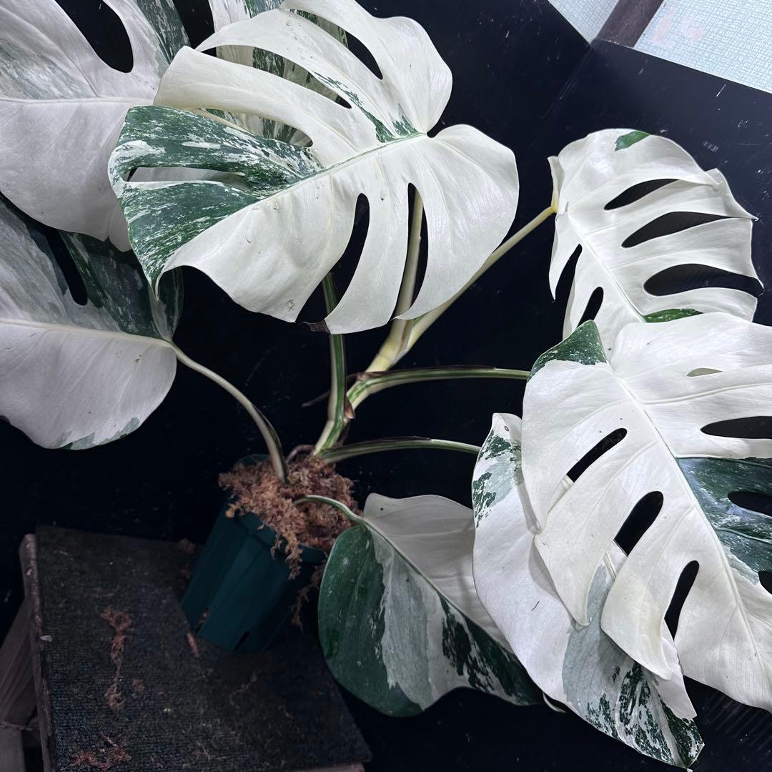 L*）様 斑入りモンステラ ホワイトタイガー極美大株66cm白斑多