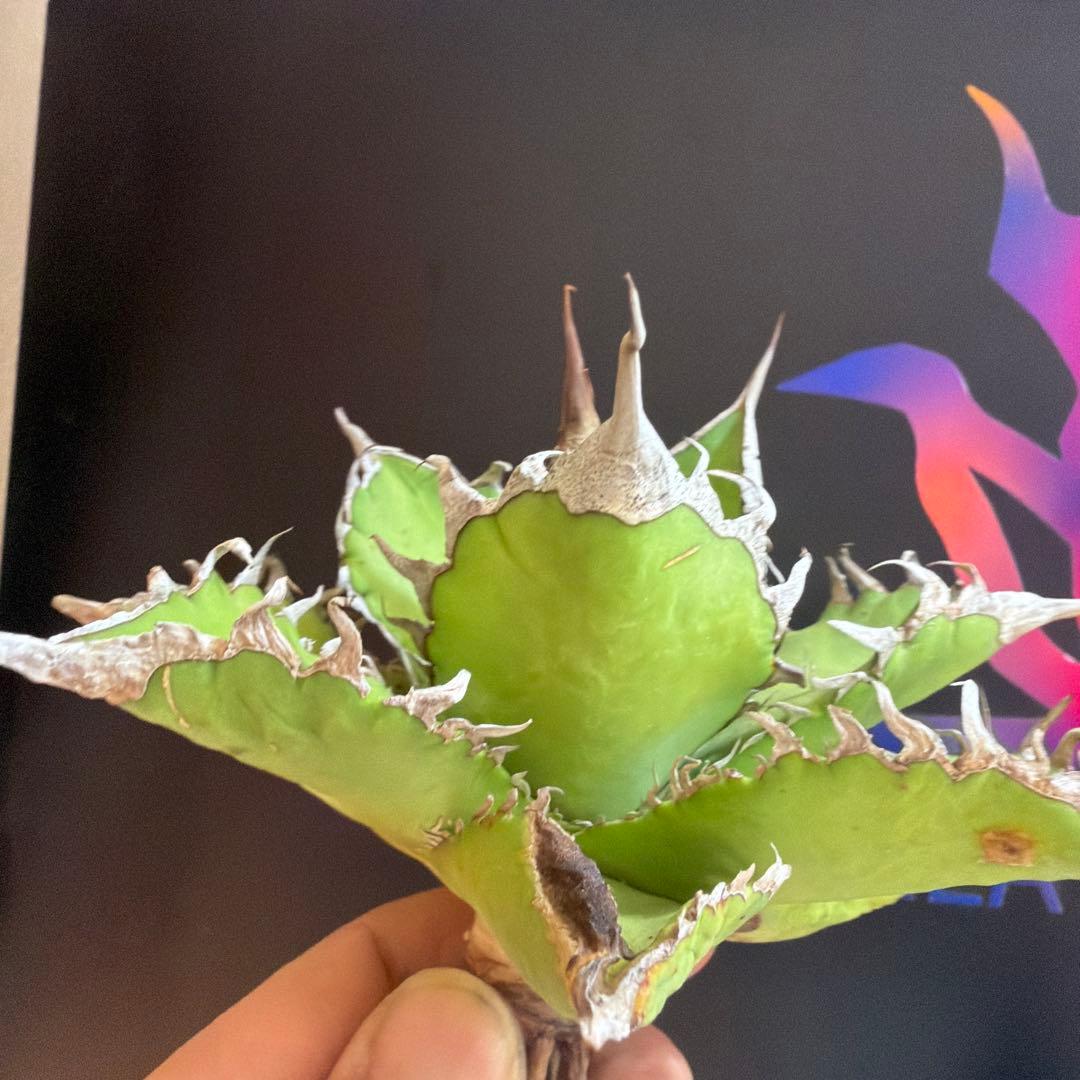 アガベ 黒姫　ハイブリッド