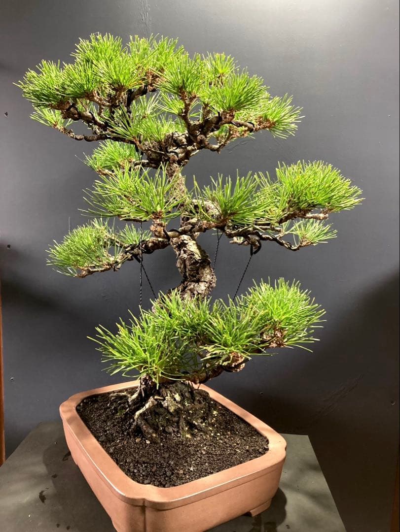 黒松盆栽 ☆名鉢佳山☆