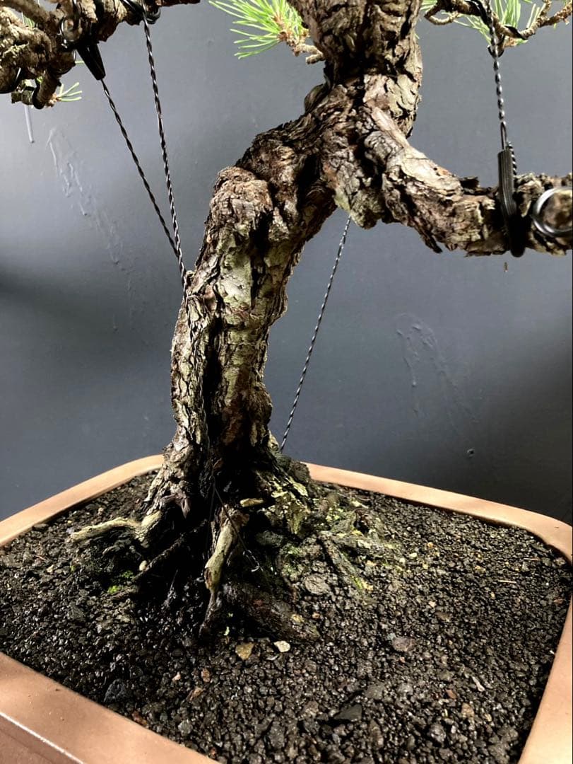 黒松盆栽 ☆名鉢佳山☆