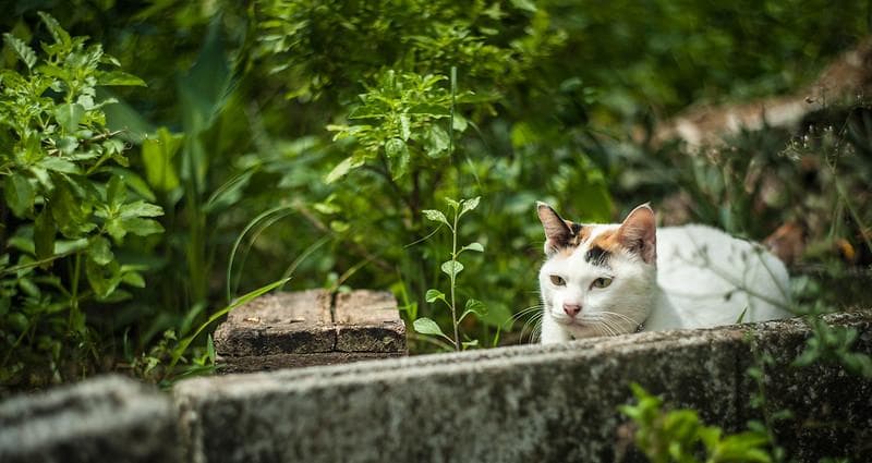 69 　美品　ぐるぐるボケレンズ　ヘリオス　44-2　M42アダプター付