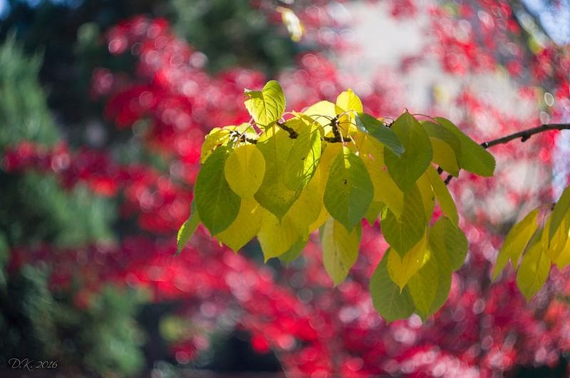 69 　美品　ぐるぐるボケレンズ　ヘリオス　44-2　M42アダプター付