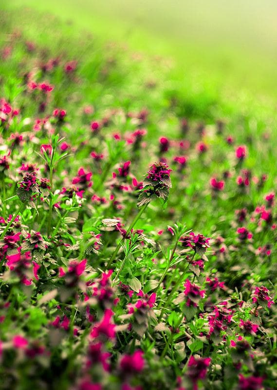 69 　美品　ぐるぐるボケレンズ　ヘリオス　44-2　M42アダプター付