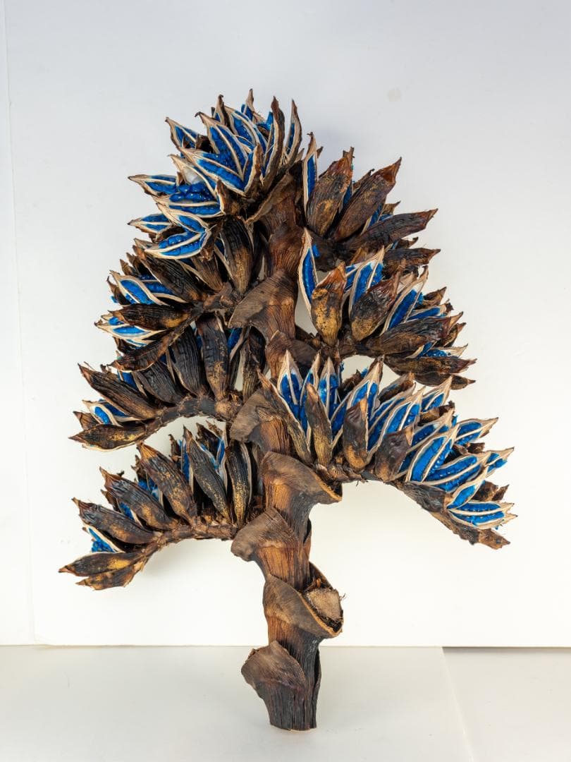 タビビトノキ 青い種 1 旅人の木 オオギバショウ 丸ごと 種子