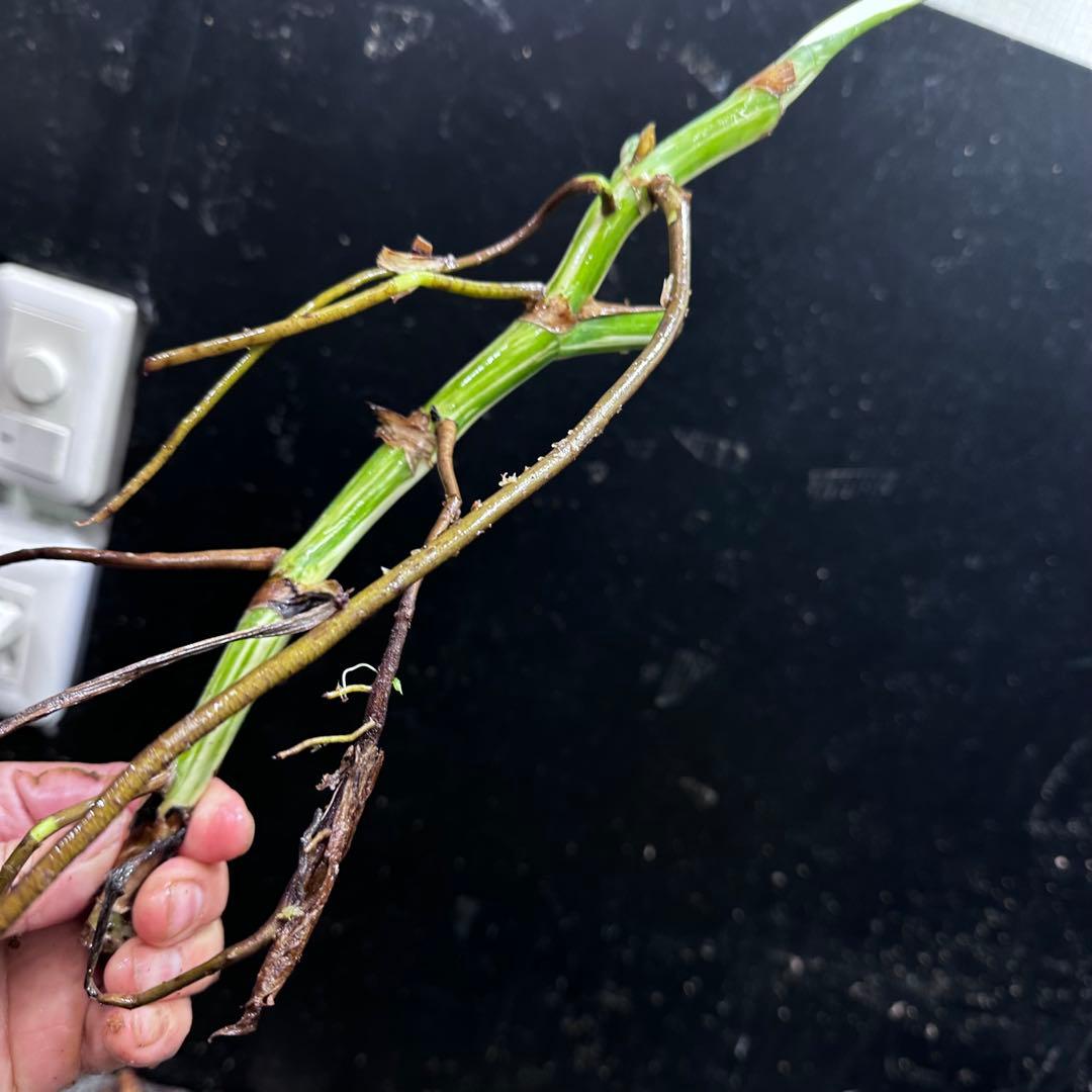 S*n様 斑入りモンステラホワイトタイガー大茎7株おまとめ