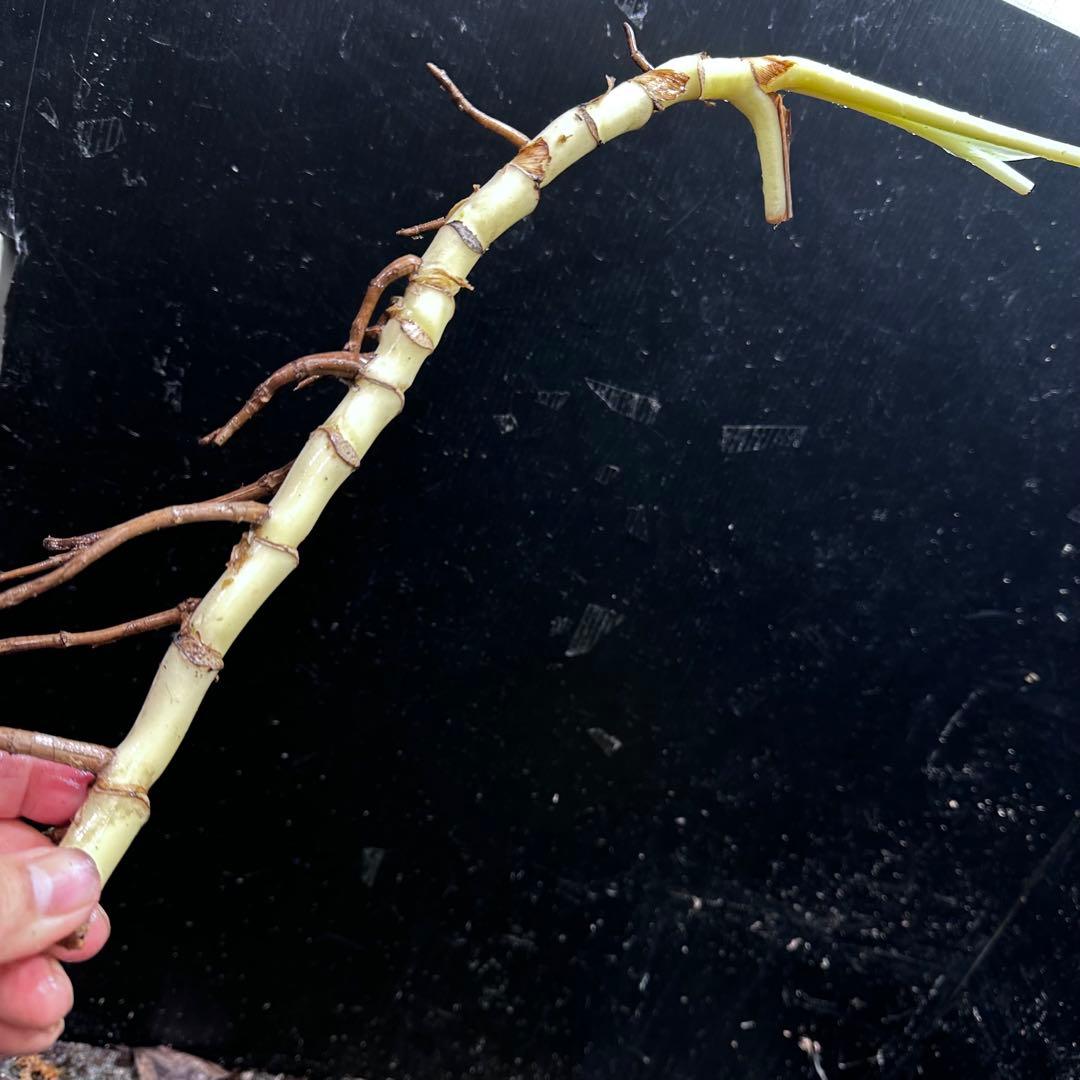 S*n様 斑入りモンステラホワイトタイガー大茎7株おまとめ