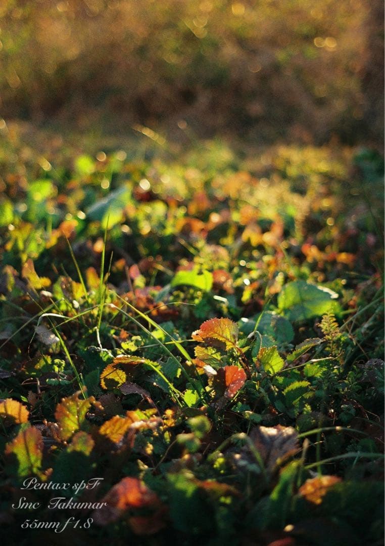 試写作例多数★pentax spf★リザード本革グリーン★美品＊完動品＊初期保証