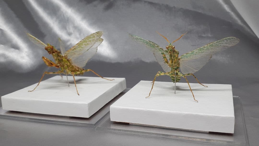 アザミカマキリ雄　立体標本