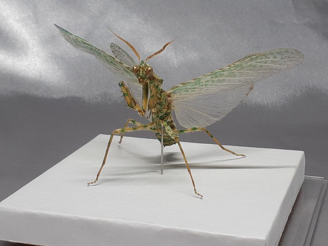 アザミカマキリ雄　立体標本